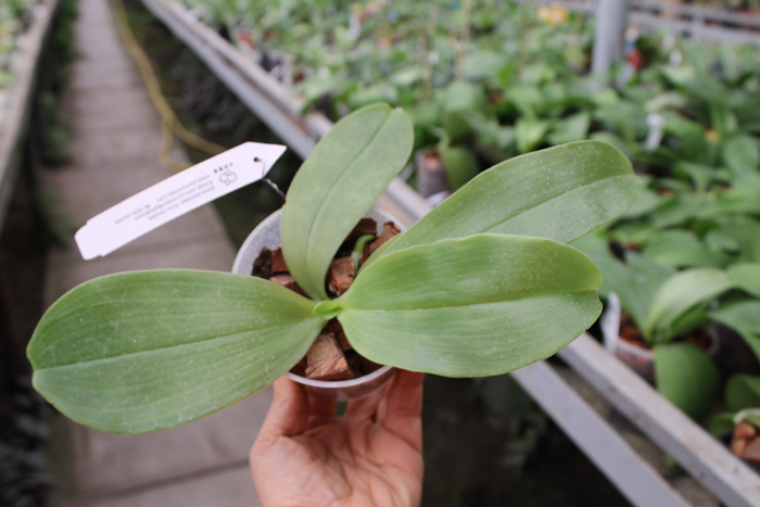 Phalaenopsis George Vasquez 'An Lin' x George Vasquez 'Eureka'.jpg