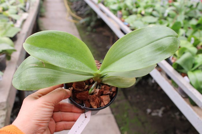 Phalaenopsis (Tzu Chiang Litlitz-micholtzii) '#1' x Joy Dreamy Jade '#7'.jpg