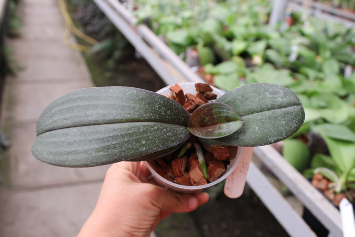 Phalaenopsis Jiaho's Pink Girl.jpg