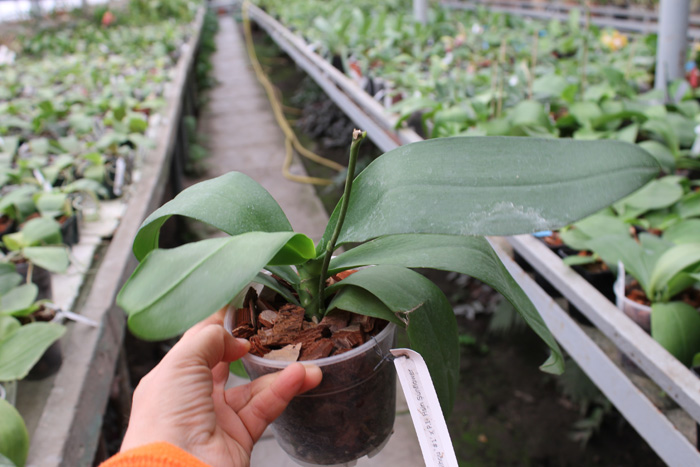 Doritaenopsis Sogo Nihou '#1' x Phalaenopsis I-Hsin Sunflower.jpg