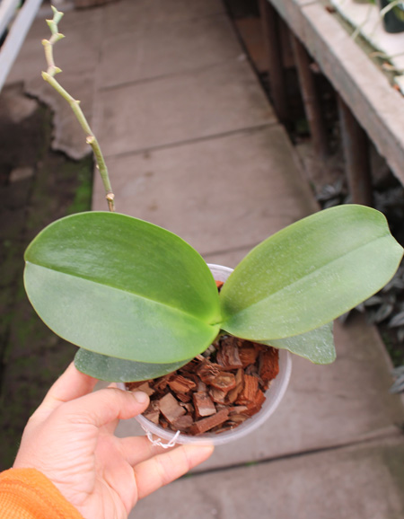 Phalaenopsis Sogo Relex 'F-1661'.jpg