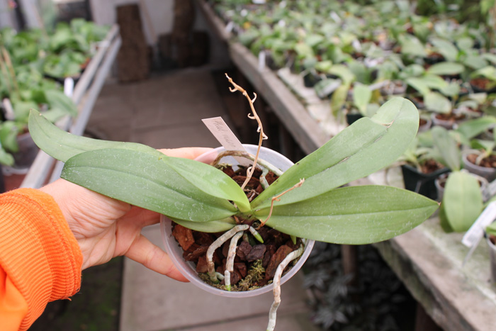 Phalaenopsis mannii.jpg