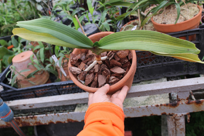 Rhynchostylis gigantea red.jpg