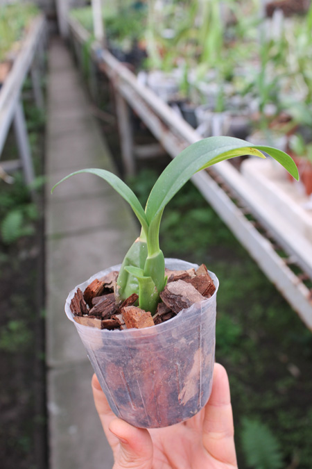 Cuitlauzina pendulum.jpg