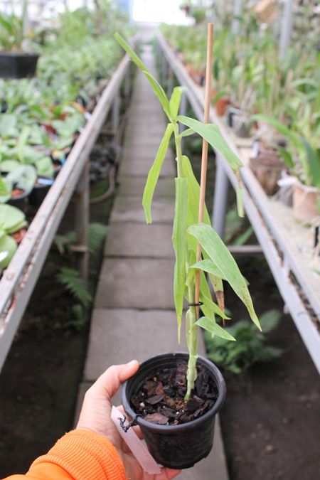 Thunia marshalliana.jpg