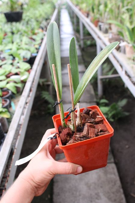 Rhyncholaelia digbyana.jpg