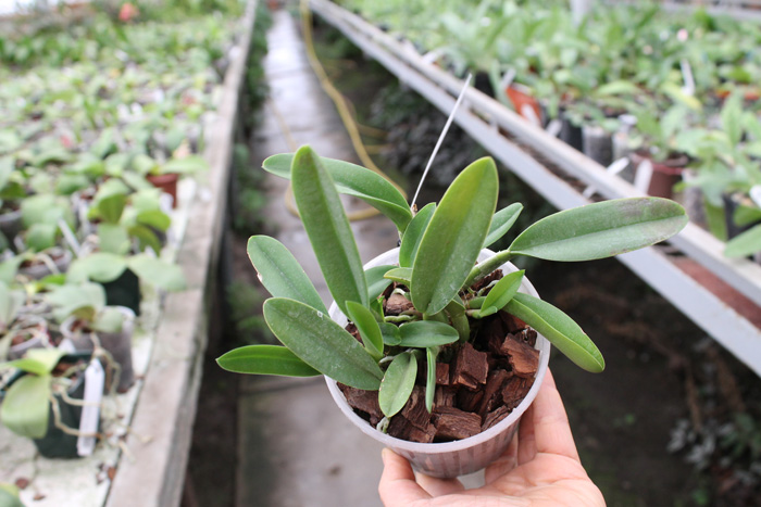 Brassavola digbyana var fimbripetala.jpg