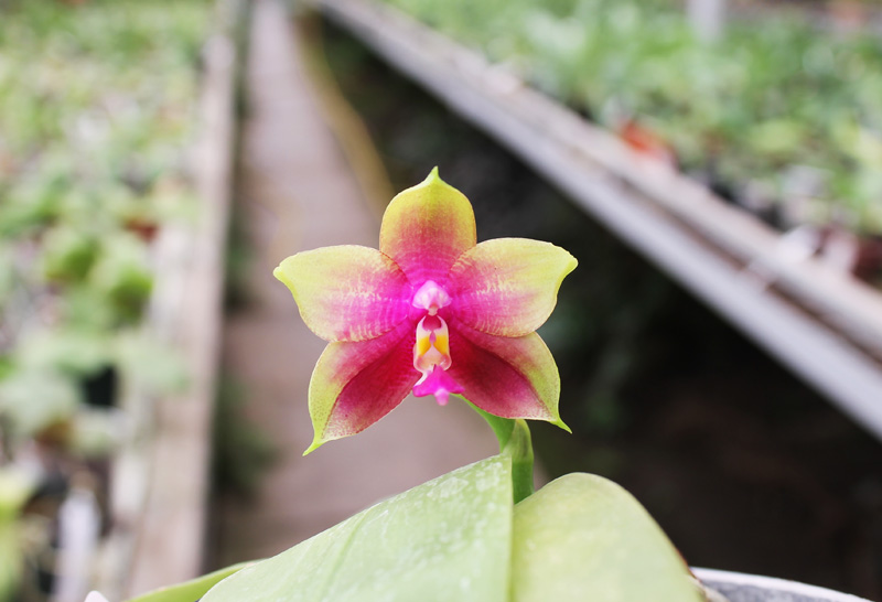 Phalaenopsis KS Happy Eagle x Ld's Bear Queen.jpg