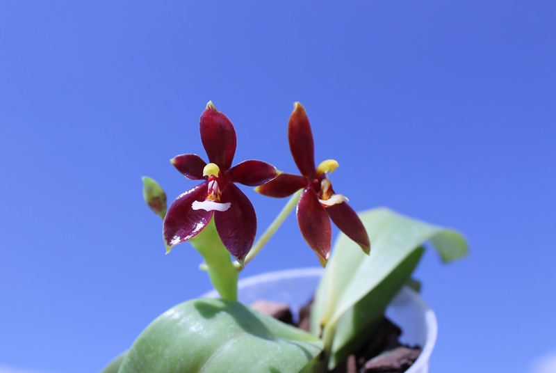 Phalaenopsis cornu cervi 'Dark Red'.jpg