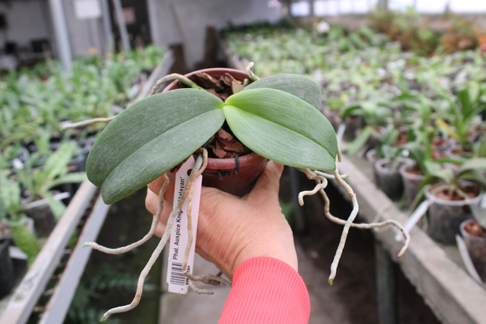 Phalaenopsis Auspice Knight 'Malayan'.jpg