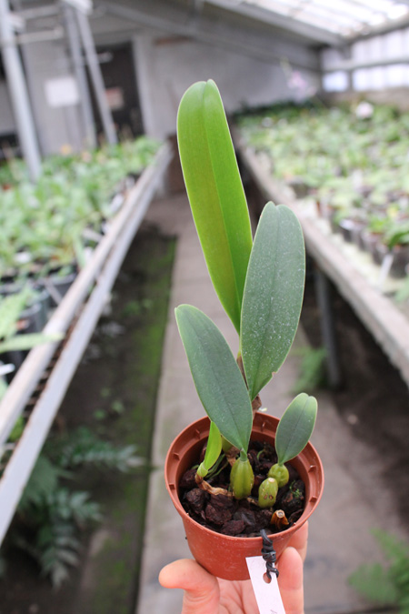 Bulbophyllum rothschildianum.jpg