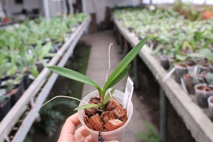 Ionopsis utricularioides.jpg