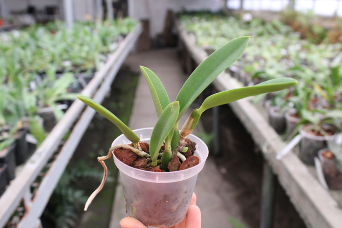 Laelia jongheana.jpg