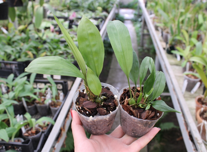 Stanhopea tigrina.JPG