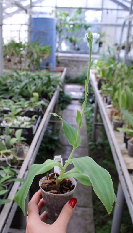 Habenaria medusa.JPG