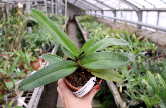 Paphiopedilum Ruby Leopard Vini x charlesworthii.JPG