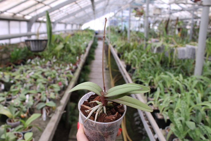 Doritis pulcherrima red.JPG