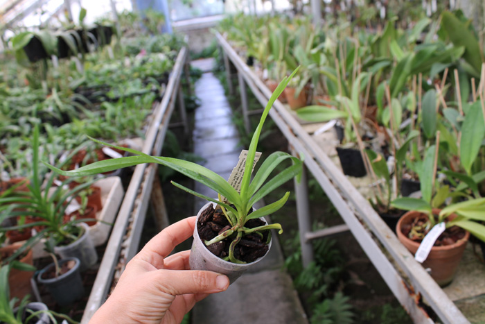 Vanda Marianne (denisoniana x tricolor).jpg