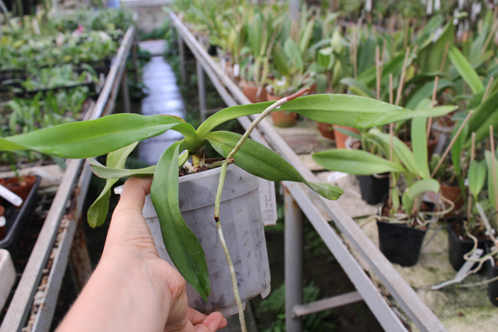 Aerides quinquevulnera var calayana.jpg