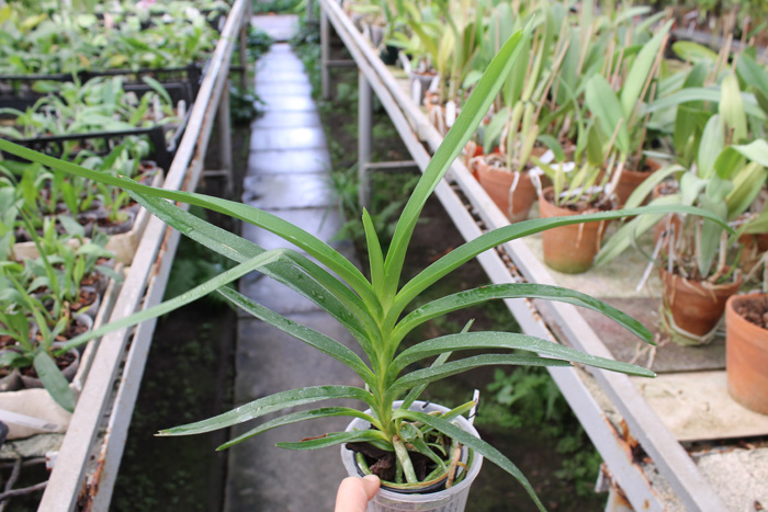 Vanda Gilbert Triboulet (coerulea x tricolor).jpg