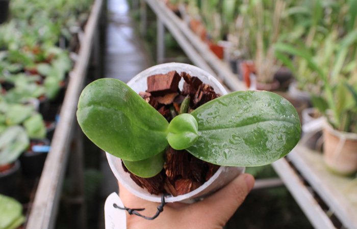 Phalaenopsis Su An Cricket 'SW'.jpg