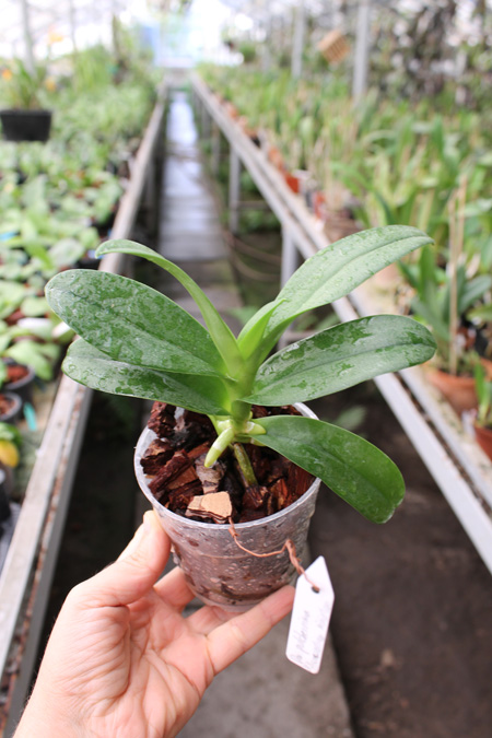 Doritis pulcherrima x Ascocentrum miniatum.jpg