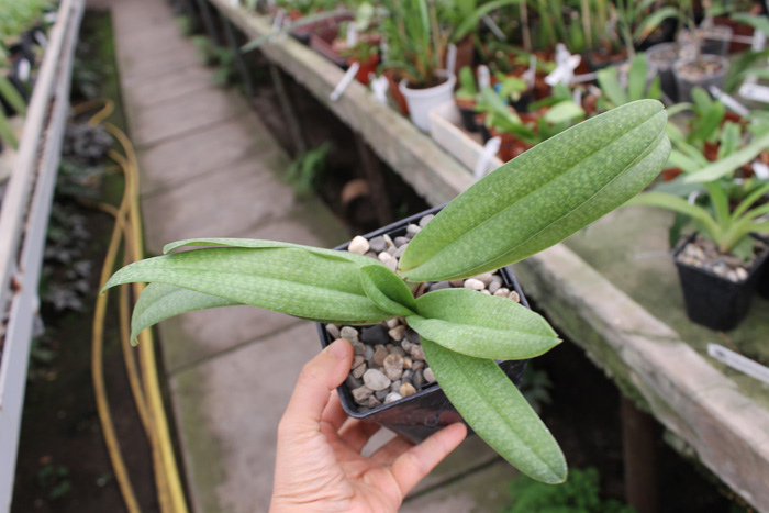 Paphiopedilum Dollgoldi (armeniacum x rothschildianum).jpg