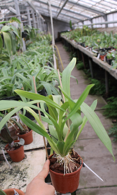 Miltassia Estrelita 'Sweet Senorita'.jpg