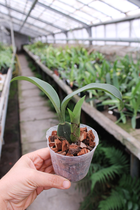 Rossioglossum 'Rawdon Jester' (Rossioglossum grande x Rossoiglossum williamsianum).jpg