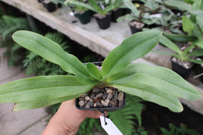 Paphiopedilum concolor x emersonii.jpg