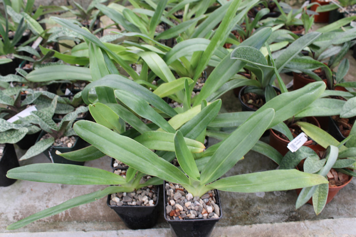 Paphiopedilum Xia Ya Swallow x sanderianum.jpg