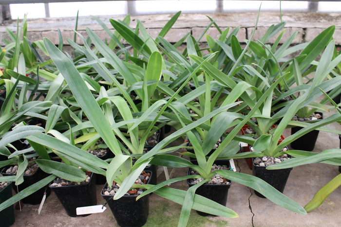 Paphiopedilum Lady Isabel.jpg