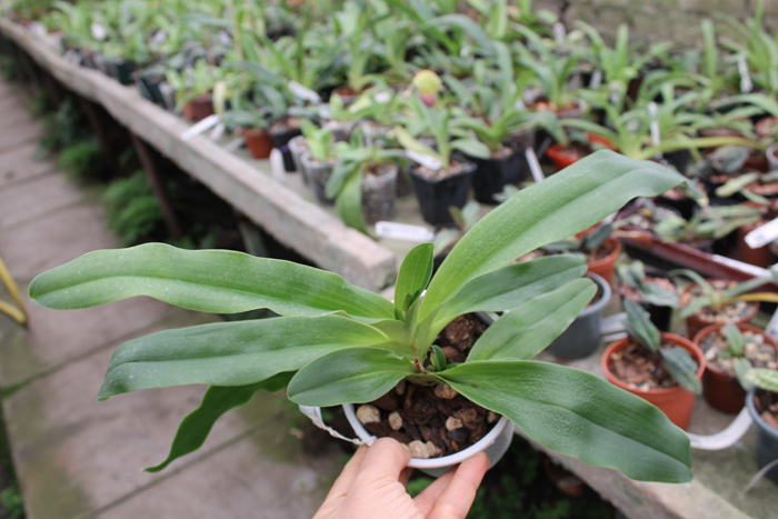 Paphiopedilum primulinum alba.jpg