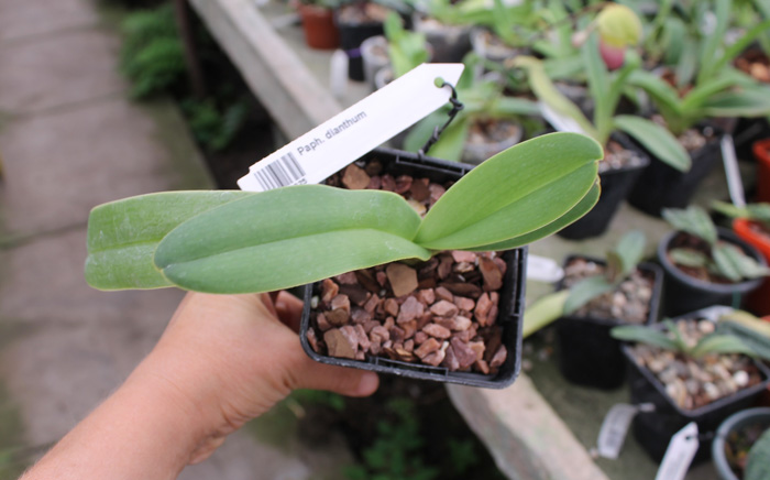 Paphiopedilum dianthum.jpg