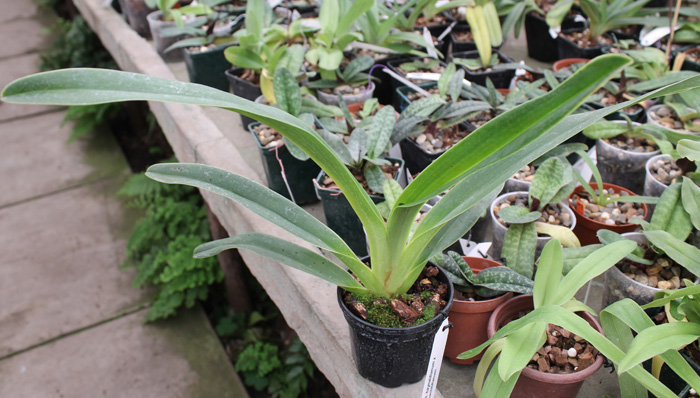 Paphiopedilum haynaldianum x rothschildianum.jpg