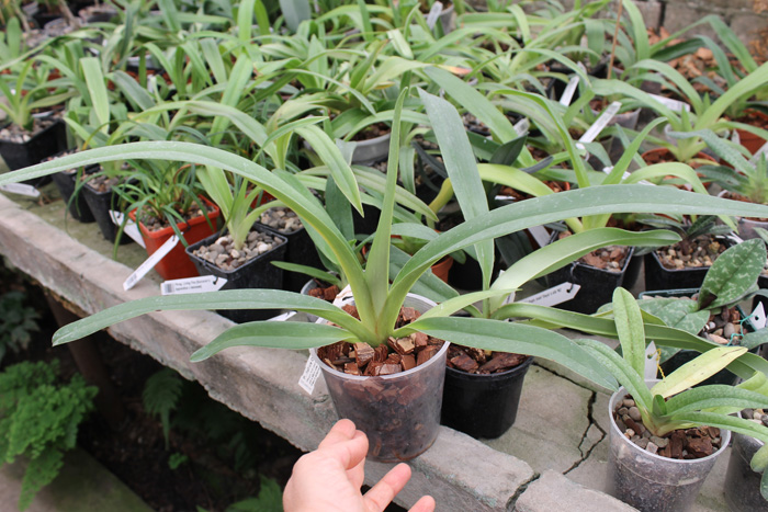 Paphiopedilum Julius Orchidfactory (rothschildianum x lowii).jpg