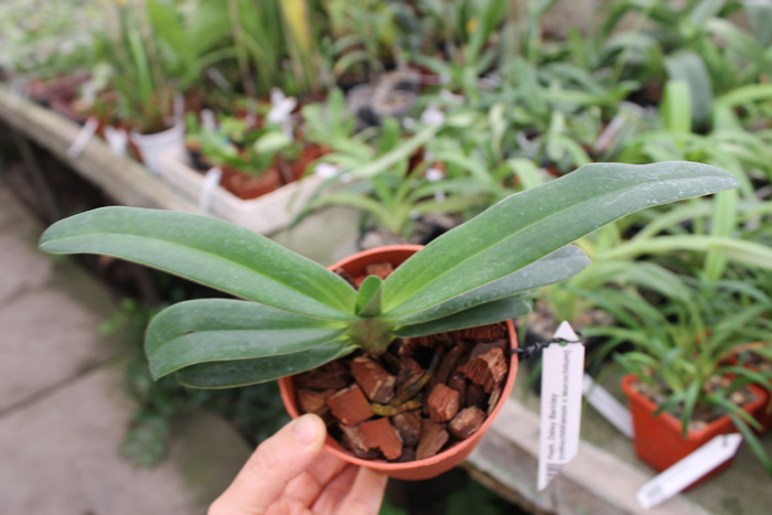 Paphiopedilum Daisy Barclay (rothschildianum x leucochilum).jpg