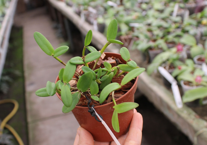 Dendrobium quadrangulare.jpg