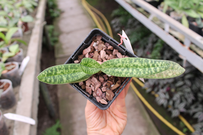 Paphiopedilum delenatii alba.jpg