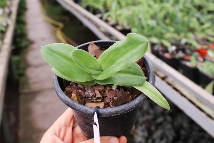 Paphiopedilum fairrieanum.jpg