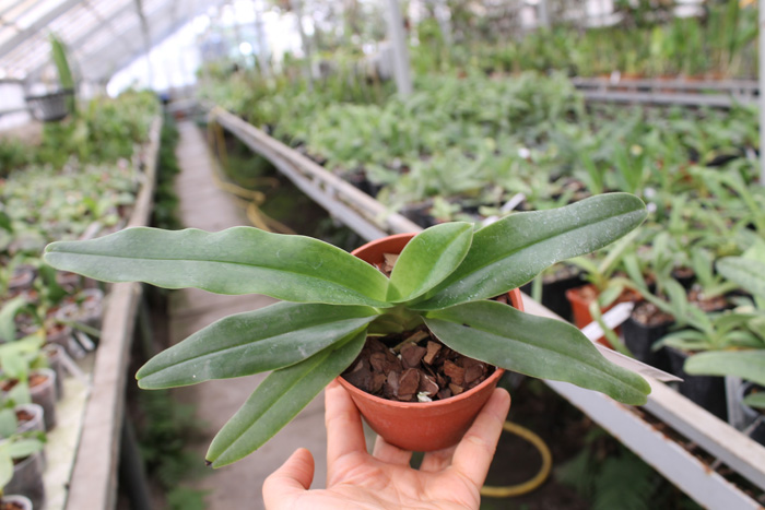 Paphiopedilum hangianum.jpg
