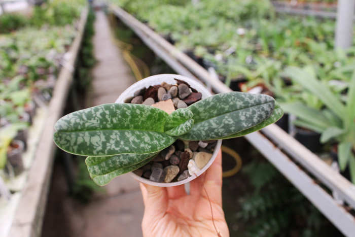 Paphiopedilum leucochilum x Sunshine Glory x concolor.jpg