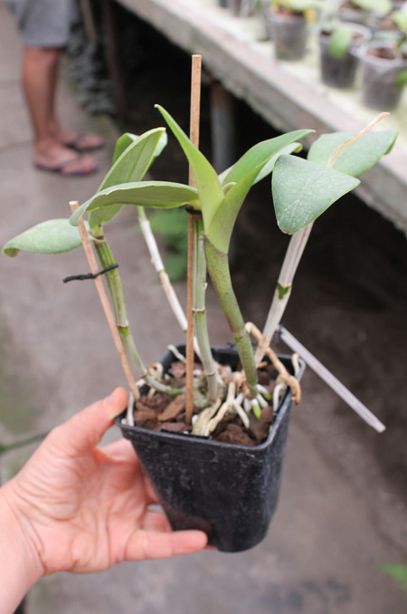 Cattleya loddigesii tipo 'Gigante' x Cattleya loddigesii 'Erica'.jpg