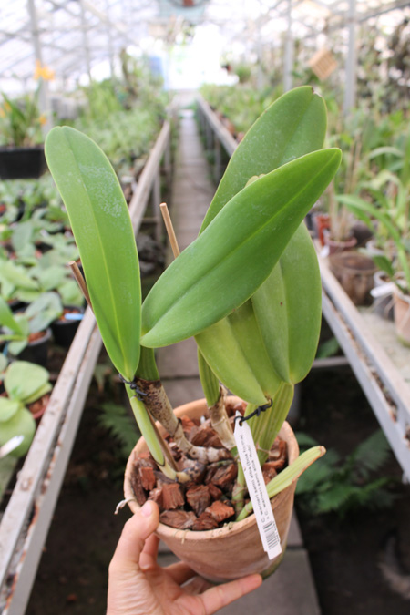 Cattleya warneri semi alba (boa forma) x Cattleya warneri semi alba 'Rubi'.jpg