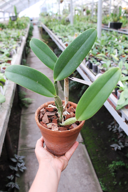 Cattleya lueddemanniana coerulea 'Pedra Azul' XXX x Cattleya lueddemanniana coerulea 'Caribe'.jpg