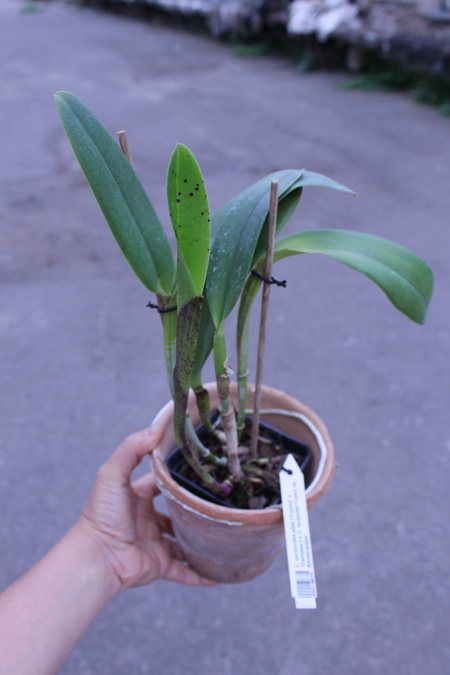 Laelia purpurata alba ('Cunha' x 'Campea') x Cattleya leopoldii 'Cetro de Esmeraldas'.jpg