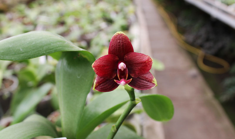 Phalaenopsis Hawaii Dragon Girl x Lioulin Goldfinch.jpg