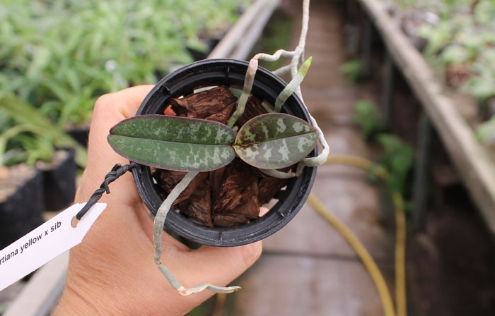 Phalaenopsis stuartiana yellow x sib.jpg