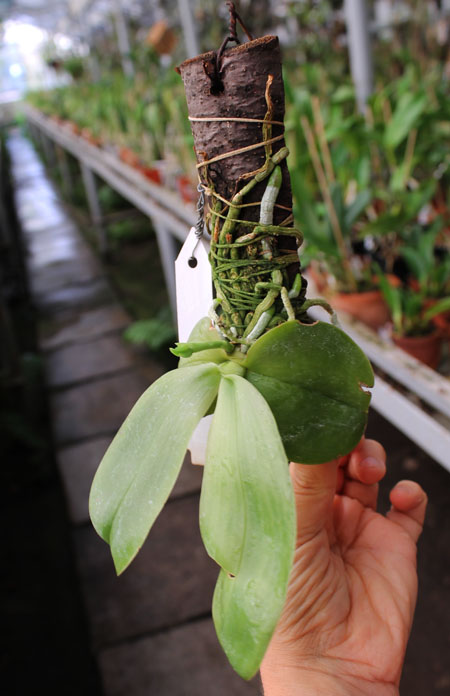 Phalaenopsis violacea 'Borneo'.jpg