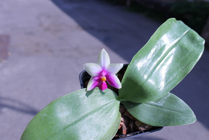 Phalaenopsis Samera x bellina.jpg